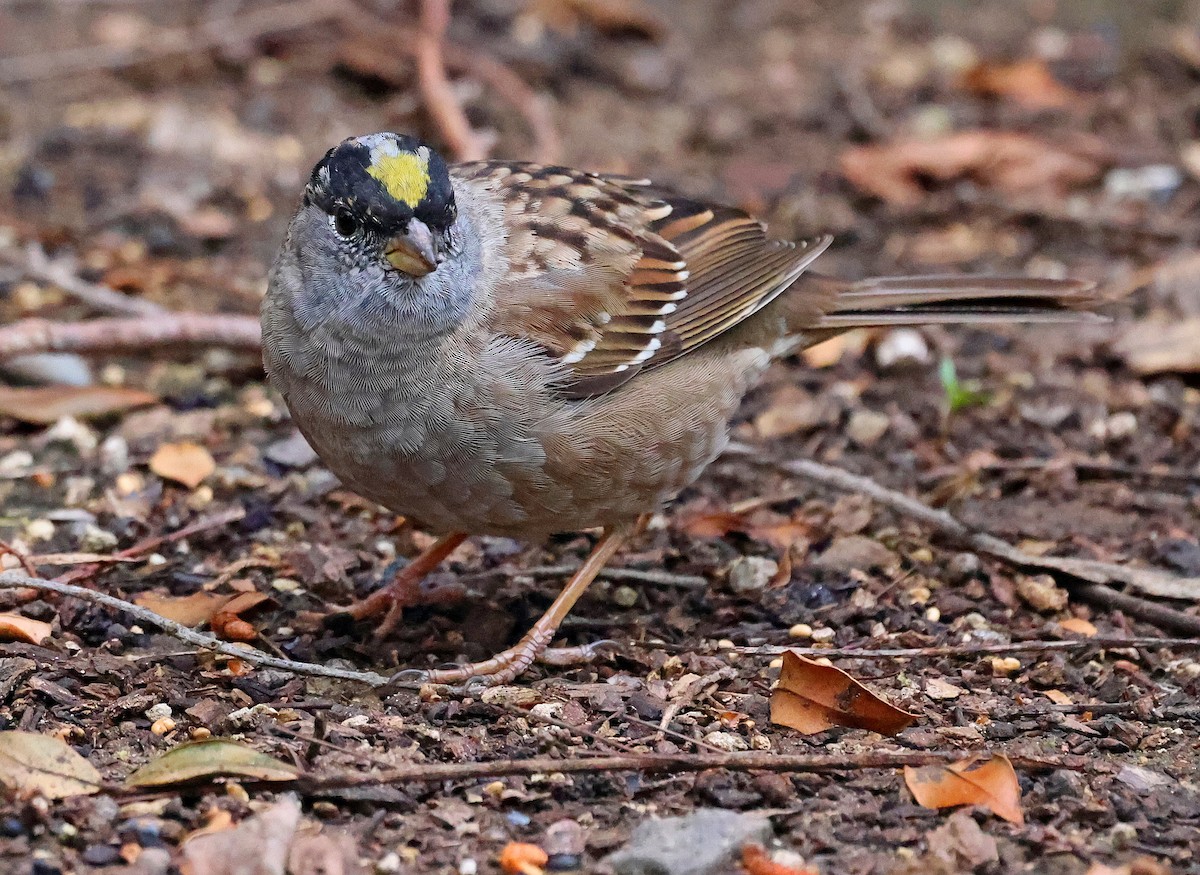 Golden-crowned Sparrow - Daniel Murphy