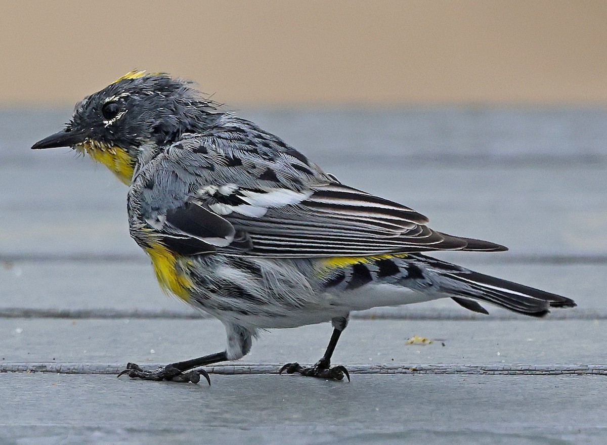 Yellow-rumped Warbler (Audubon's) - Daniel Murphy