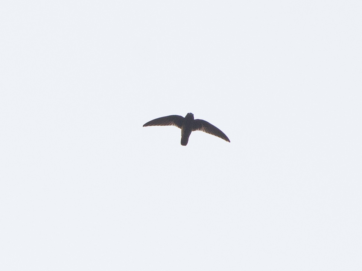 Spot-fronted Swift - ML616558070