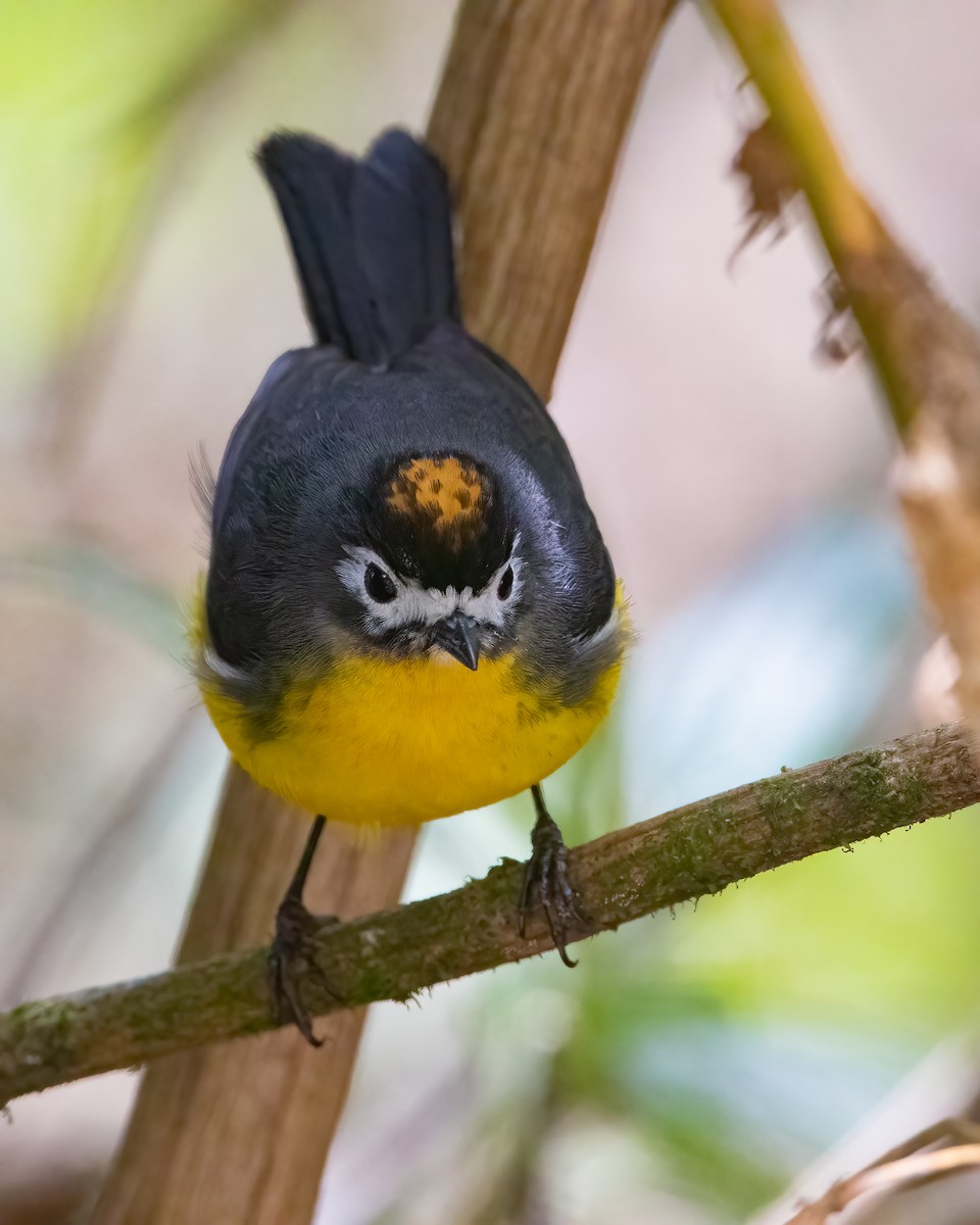 White-fronted Redstart - Jhonathan Miranda - Wandering Venezuela Birding Expeditions
