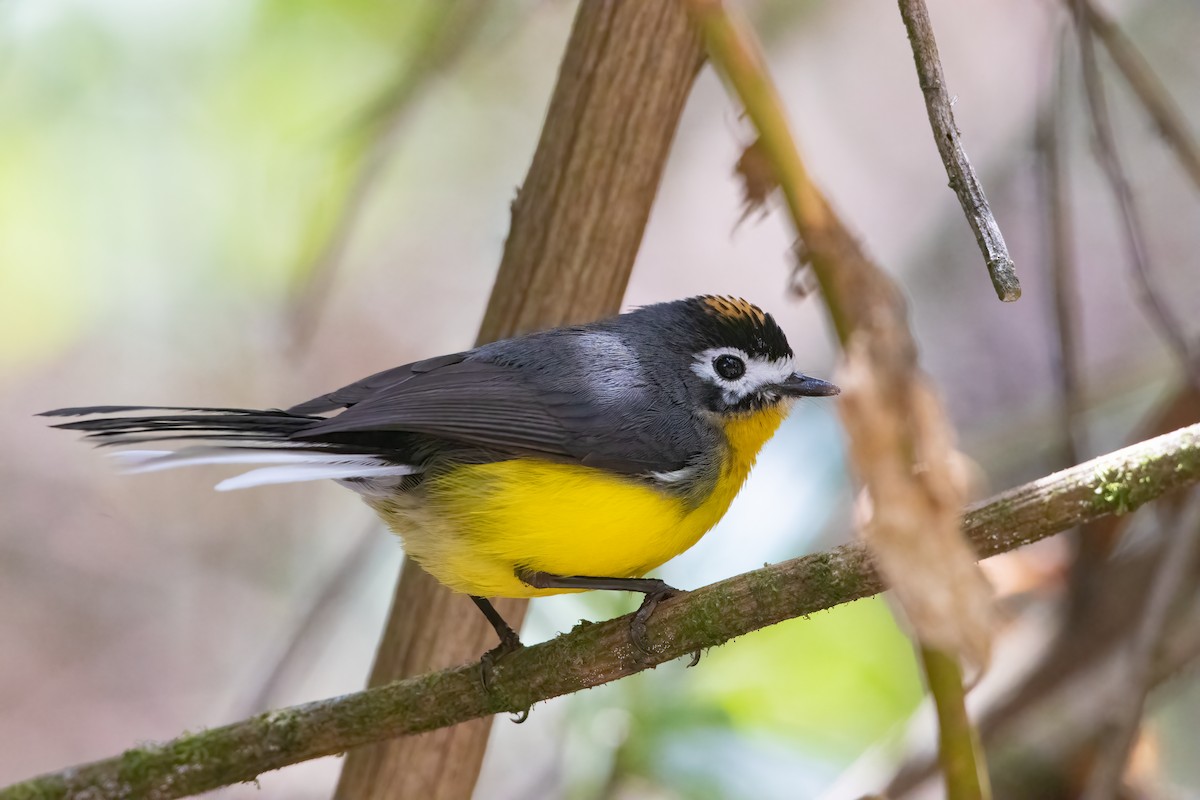 White-fronted Redstart - Jhonathan Miranda - Wandering Venezuela Birding Expeditions