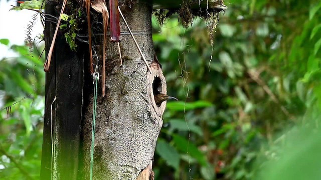 Strong-billed Woodcreeper - ML616558156