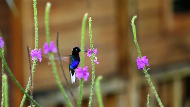 kolibřík hyacintový - ML616558197