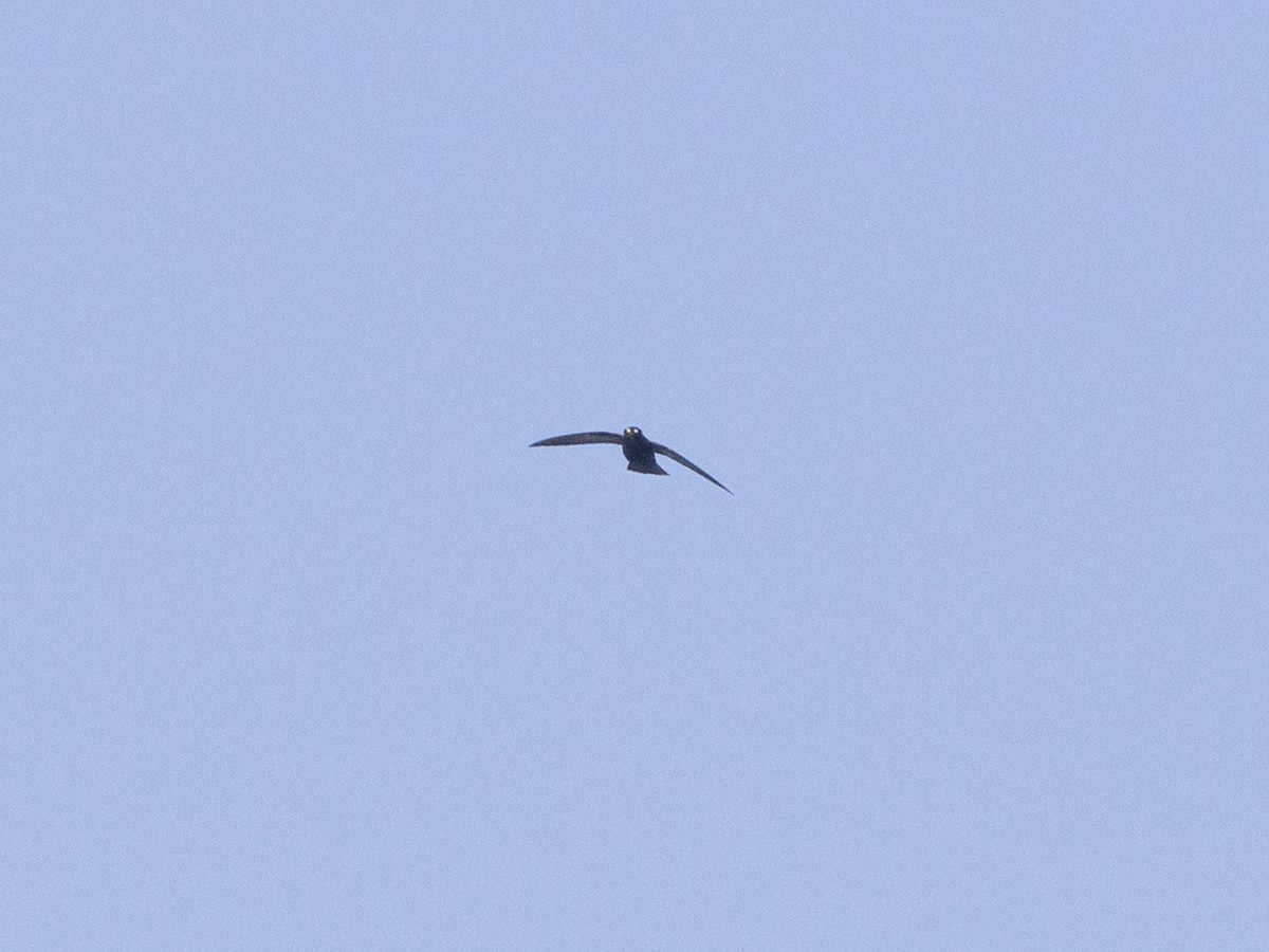 Spot-fronted Swift - ML616558201