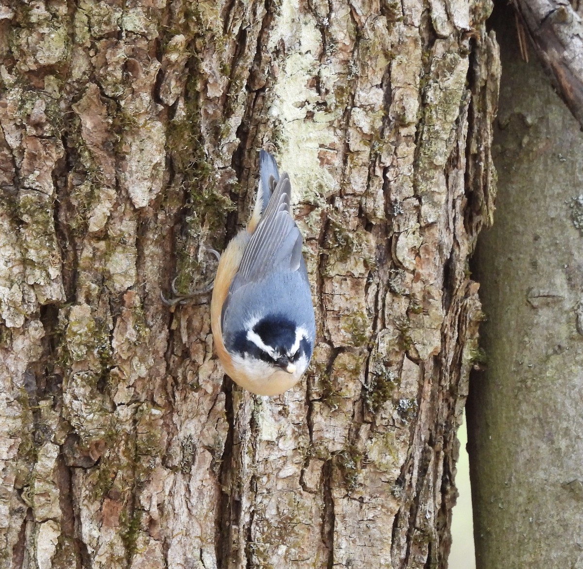 Red-breasted Nuthatch - ML616558324