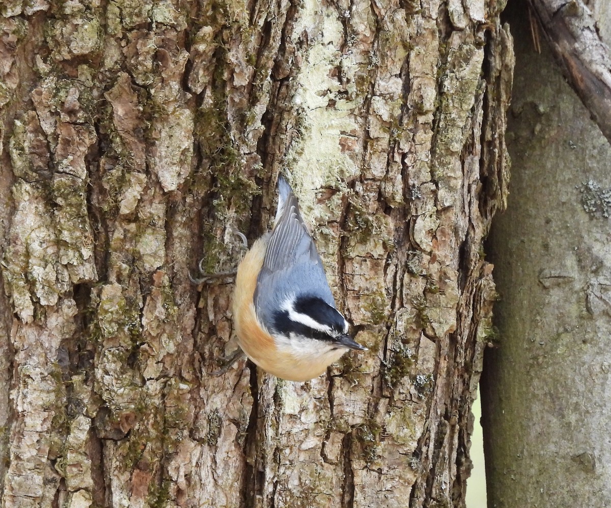 Red-breasted Nuthatch - ML616558325