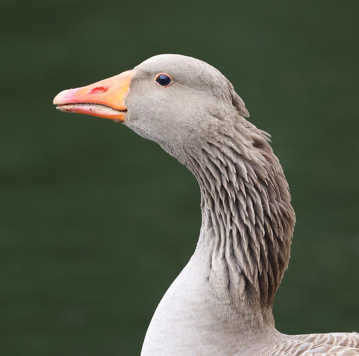 Graylag Goose (Domestic type) - ML616558348