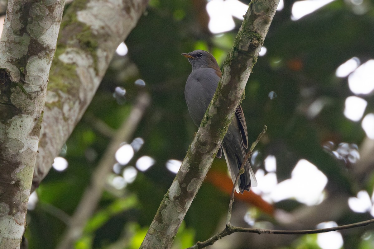 Andean Solitaire - ML616558350