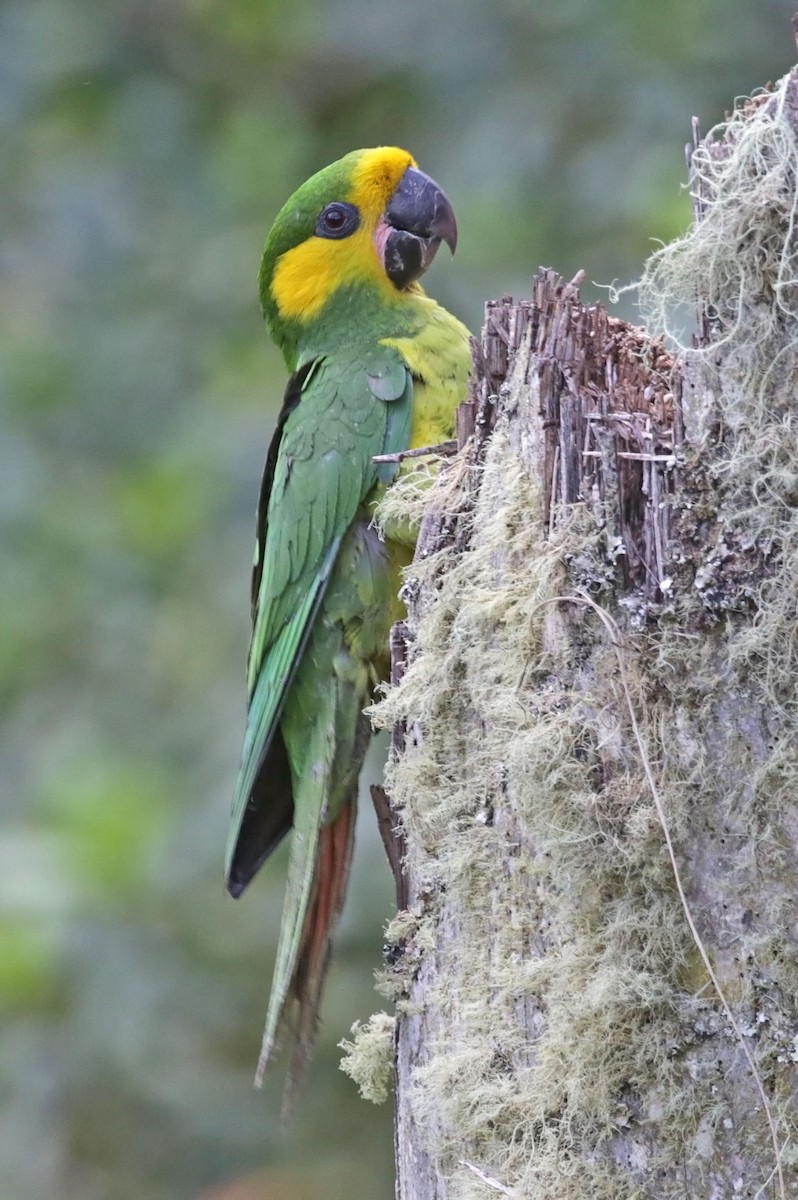 Yellow-eared Parrot - ML616558362