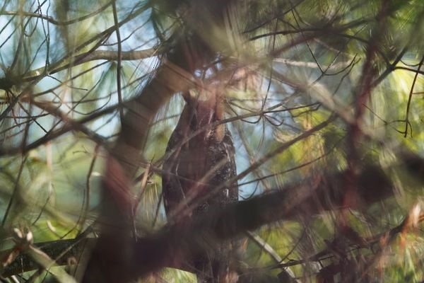 Long-eared Owl - ML616558367