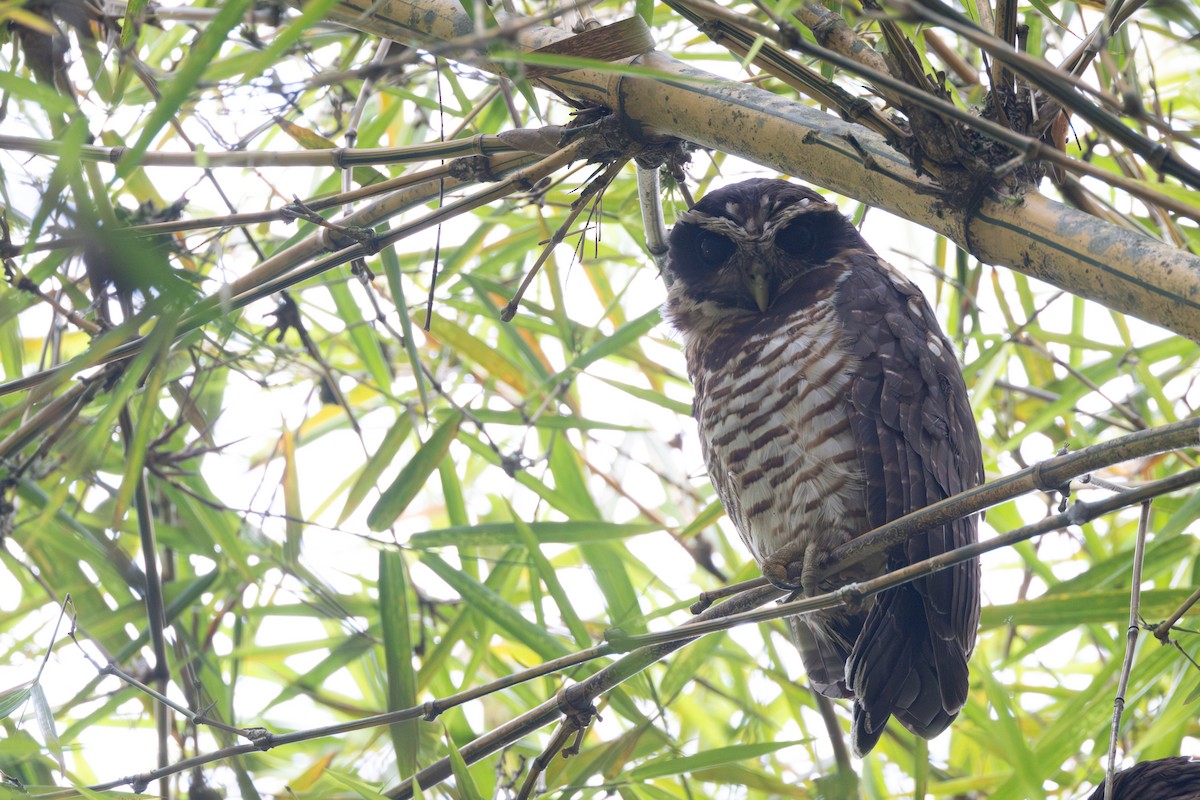 Band-bellied Owl - ML616558546