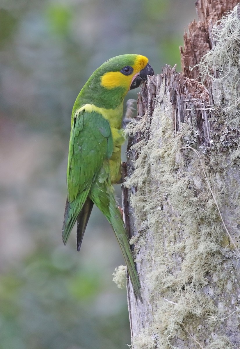 Yellow-eared Parrot - ML616558691
