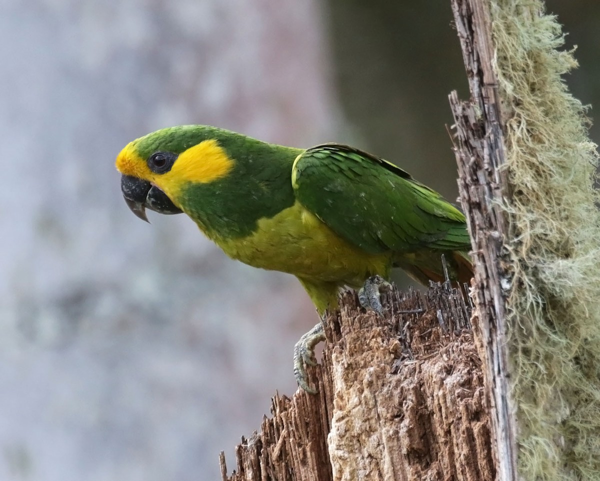 Yellow-eared Parrot - Trevor Ellery