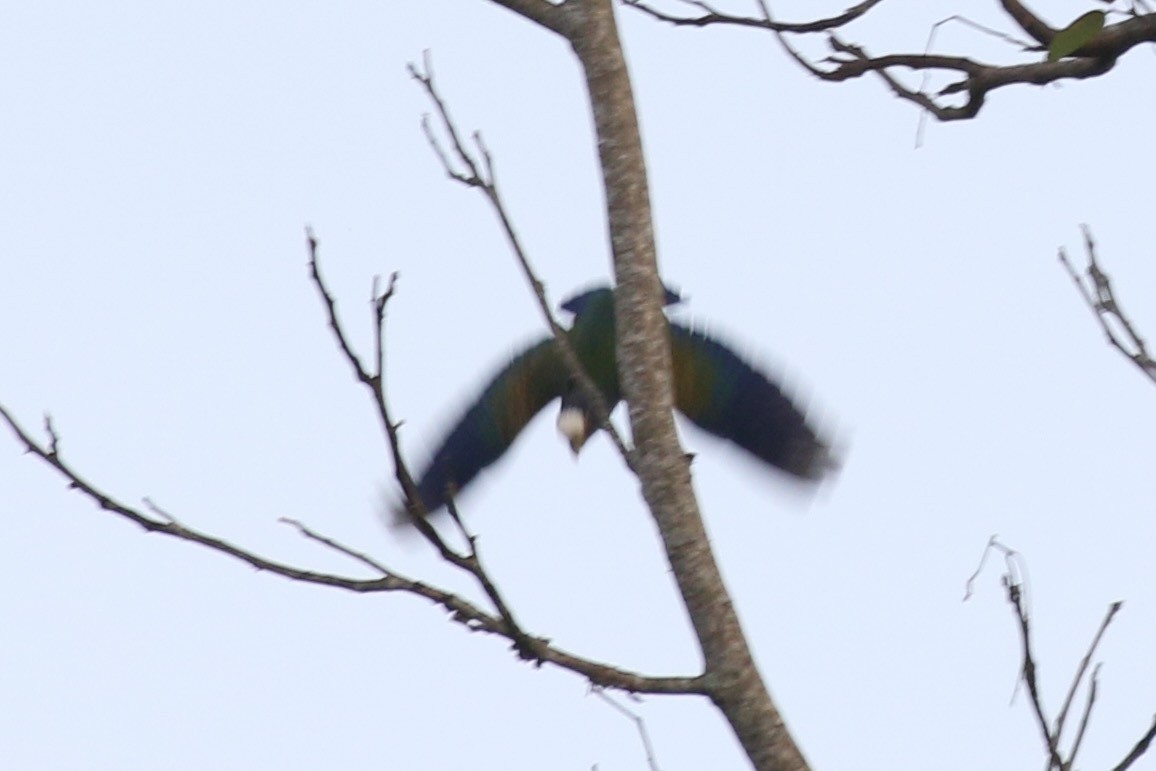 White-crowned Parrot - ML616559029