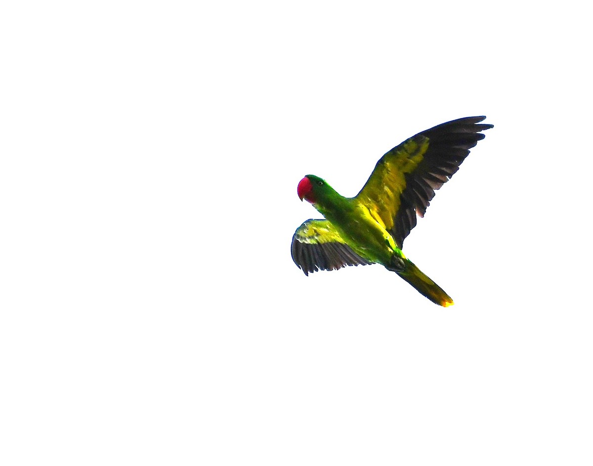 Great-billed Parrot - ML616559030