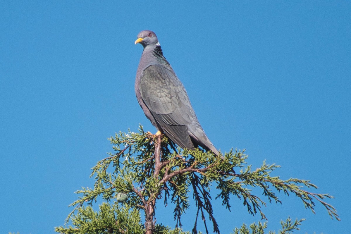 Band-tailed Pigeon - ML616559074