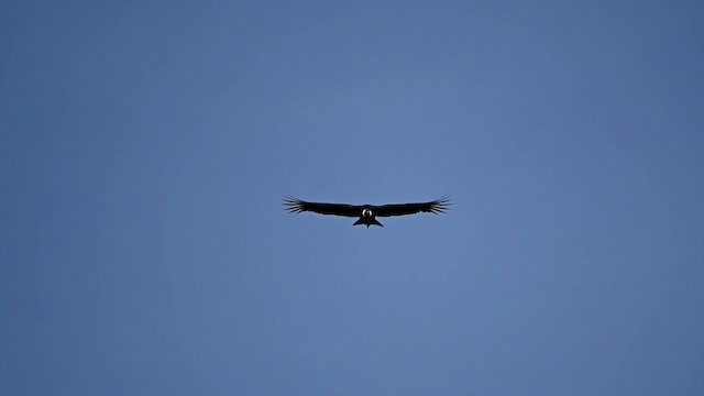 Andean Condor - ML616559088