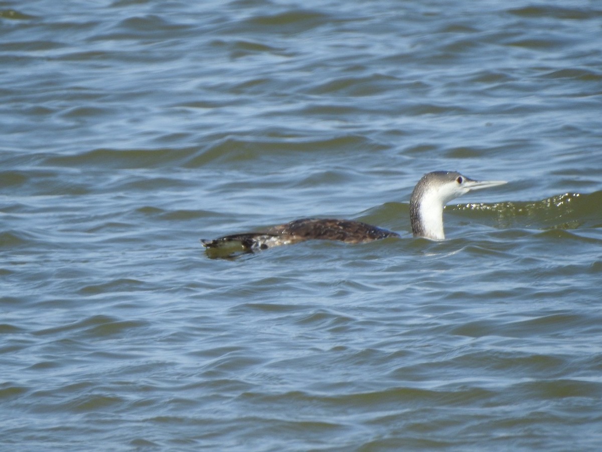 Red-throated Loon - ML616559093