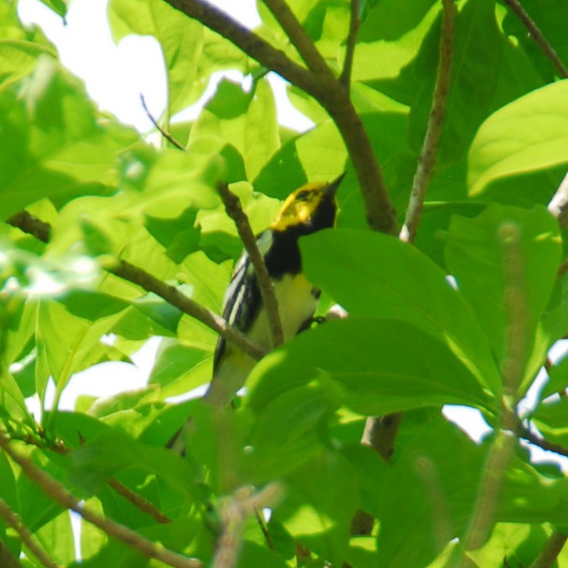Black-throated Green Warbler - ML616559170