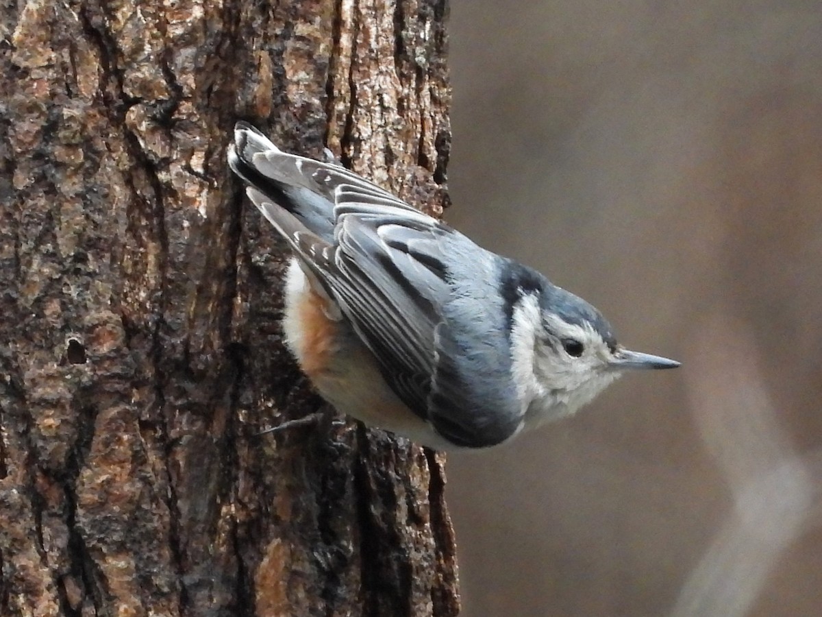 White-breasted Nuthatch - ML616559280