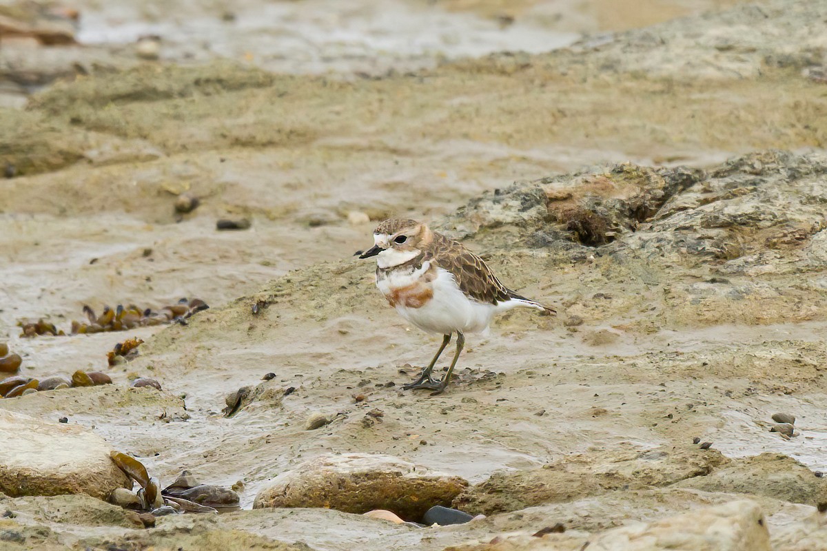 Double-banded Plover - ML616559314