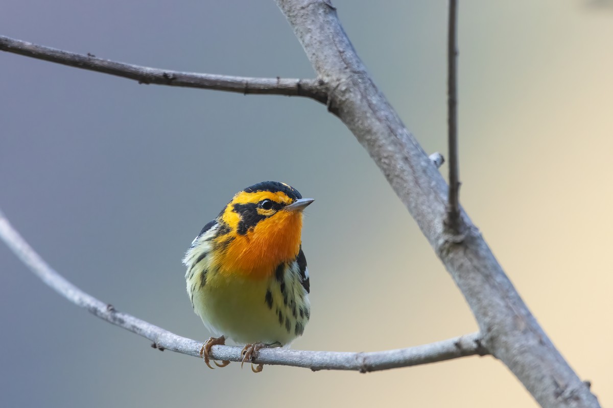 Blackburnian Warbler - Jhonathan Miranda - Wandering Venezuela Birding Expeditions