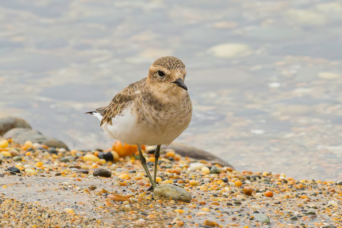 Double-banded Plover - ML616559329