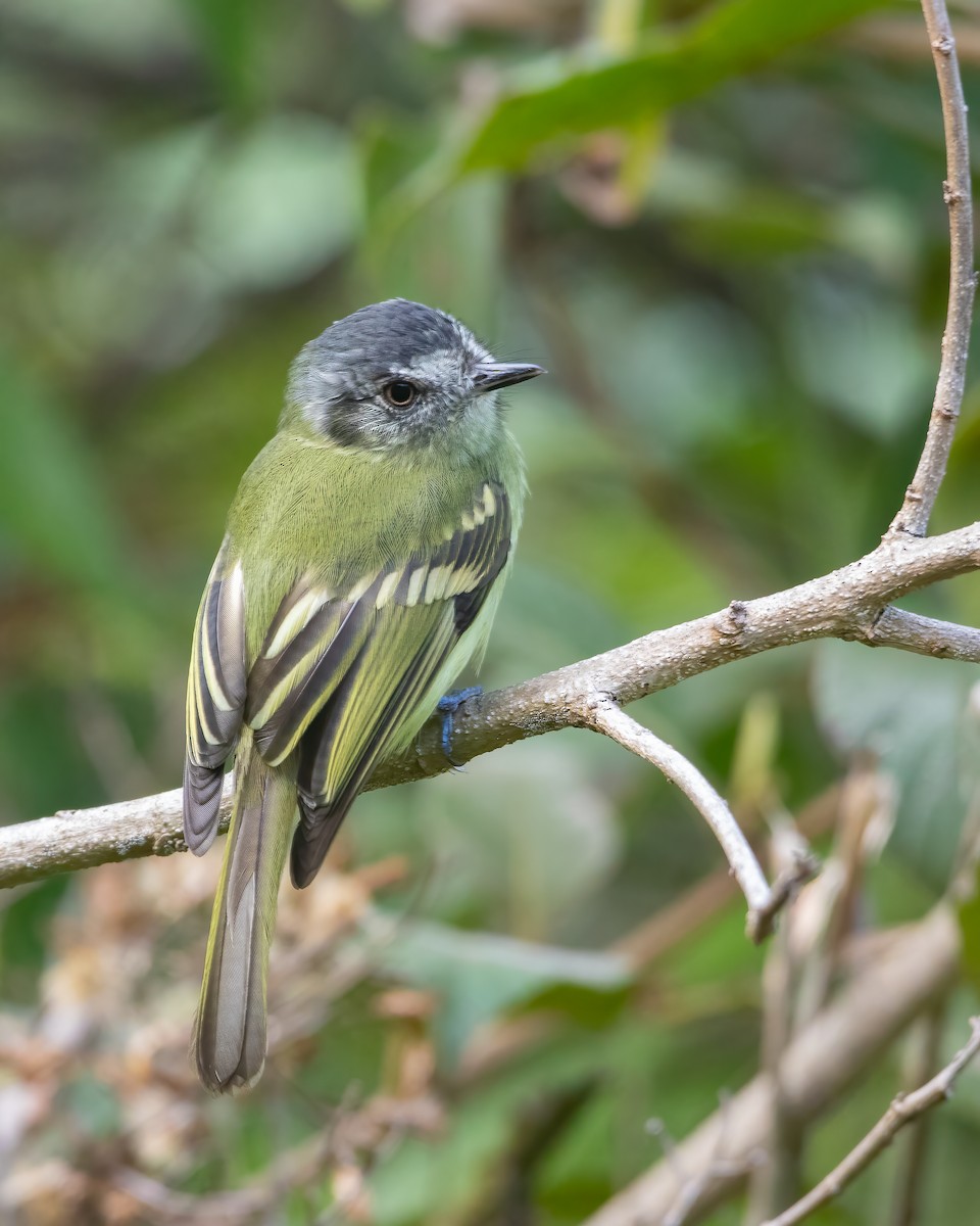 Slaty-capped Flycatcher - Jhonathan Miranda - Wandering Venezuela Birding Expeditions