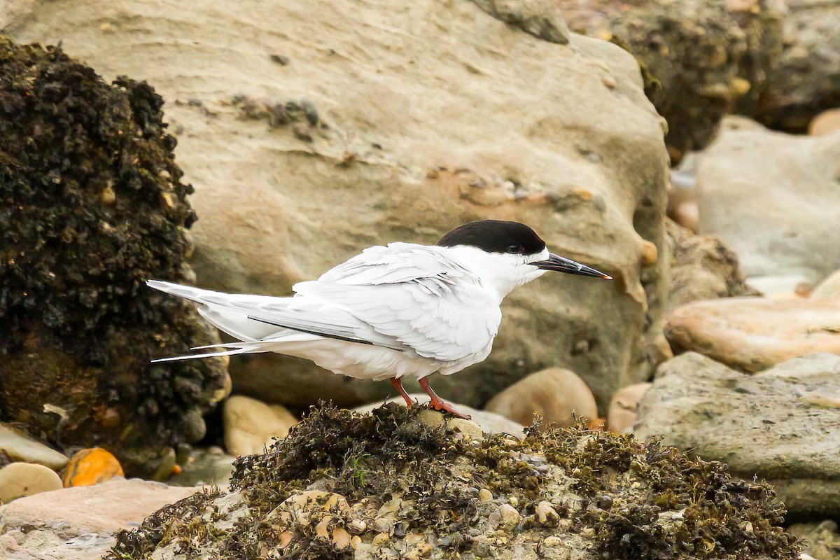 White-fronted Tern - ML616559363
