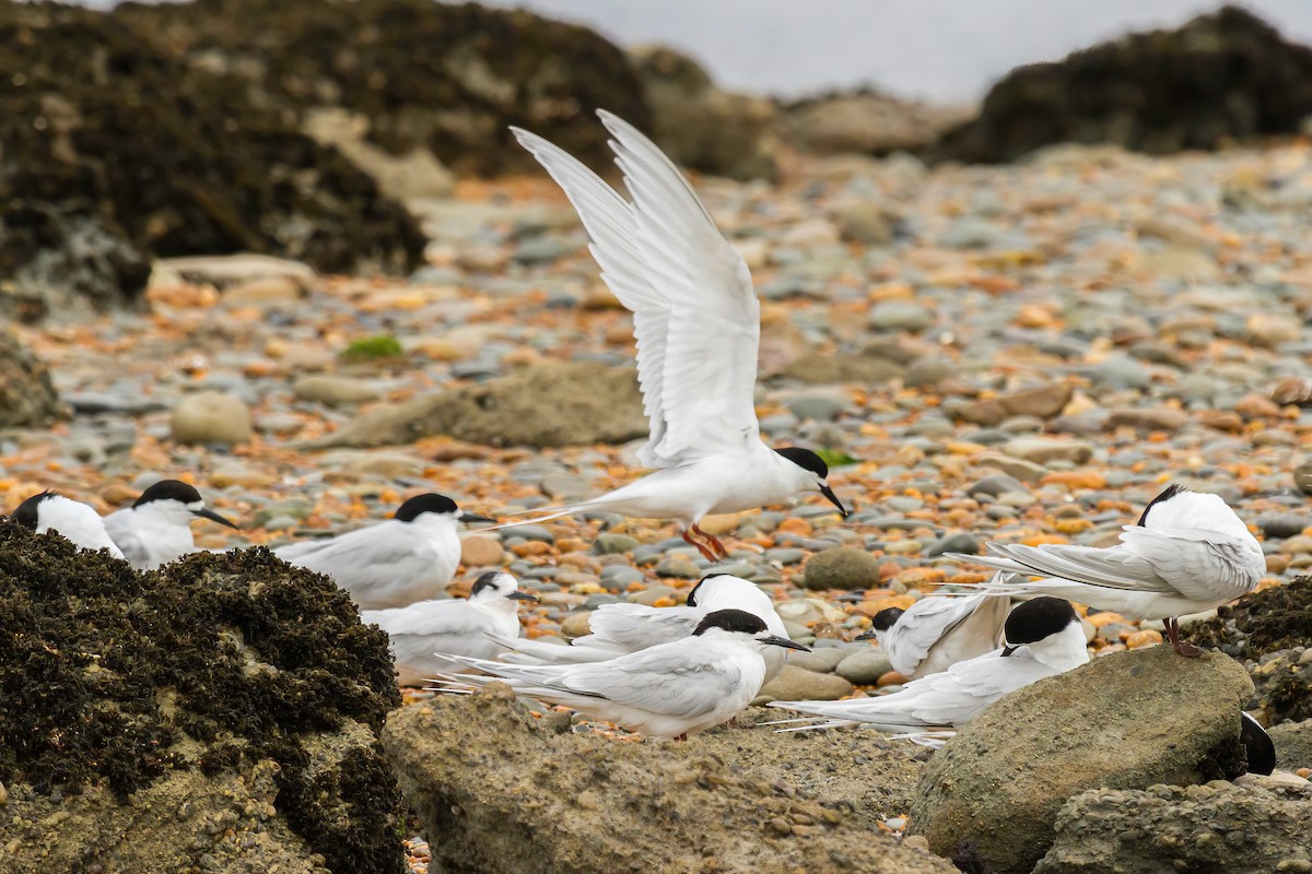 White-fronted Tern - ML616559374