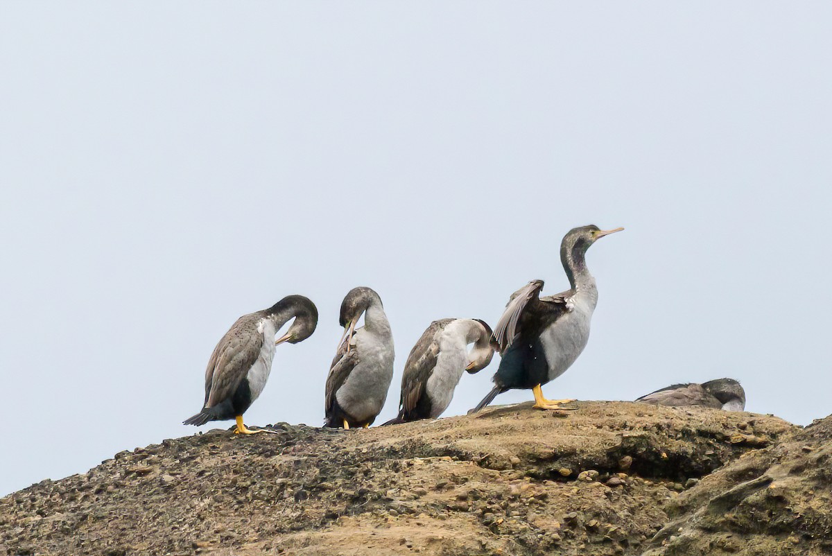Spotted Shag - ML616559391