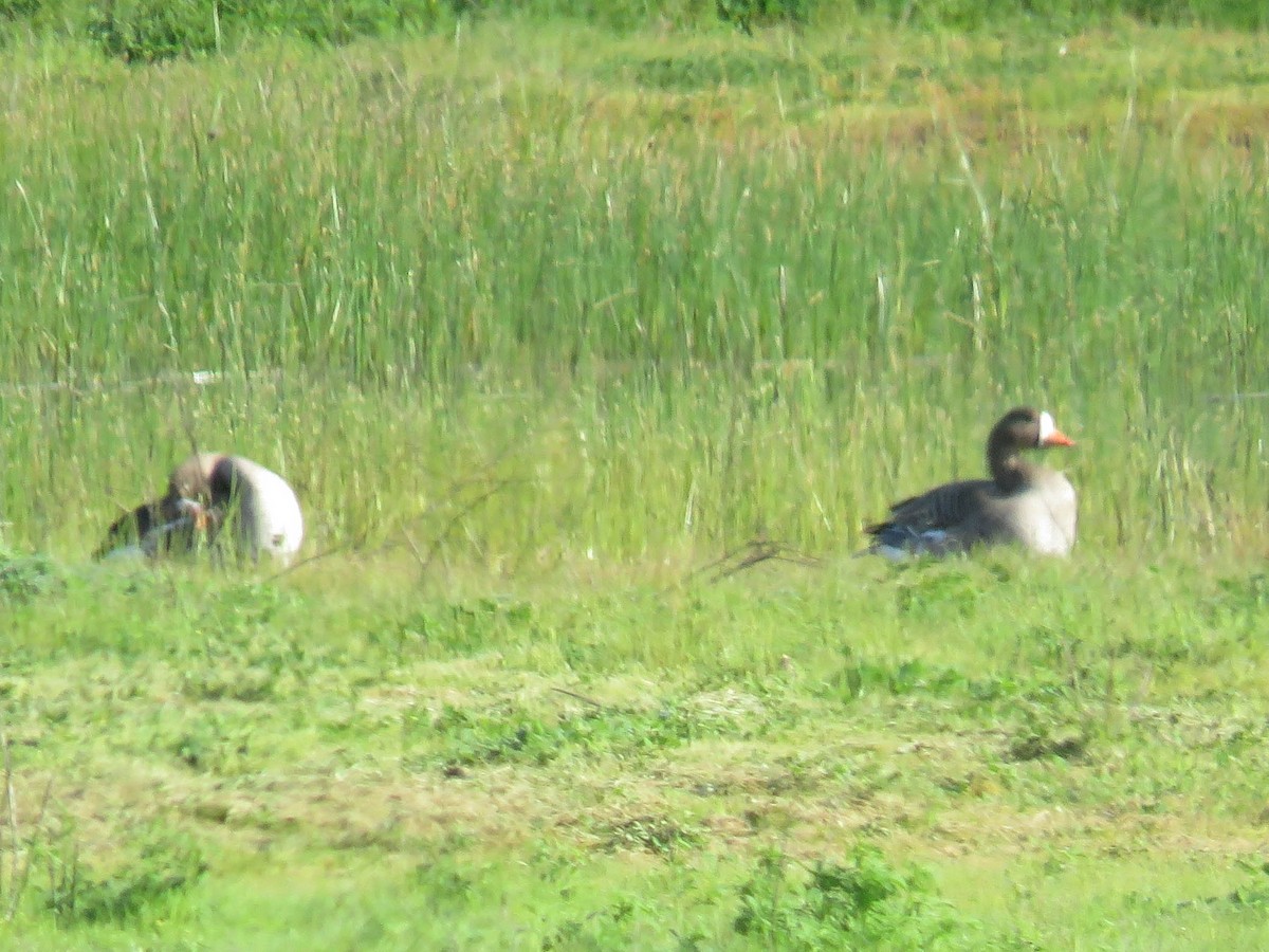 Greater White-fronted Goose - ML616559447