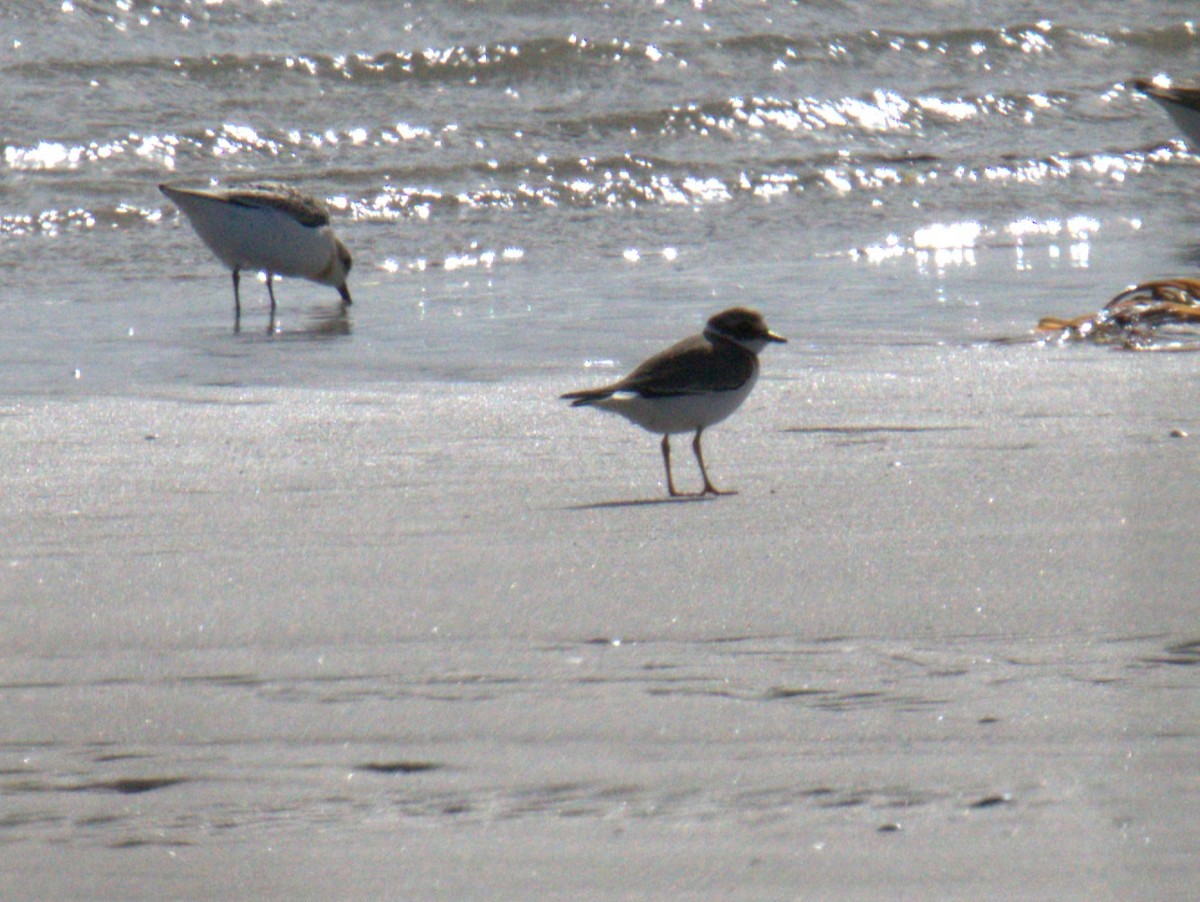 Common Ringed Plover - ML616559697