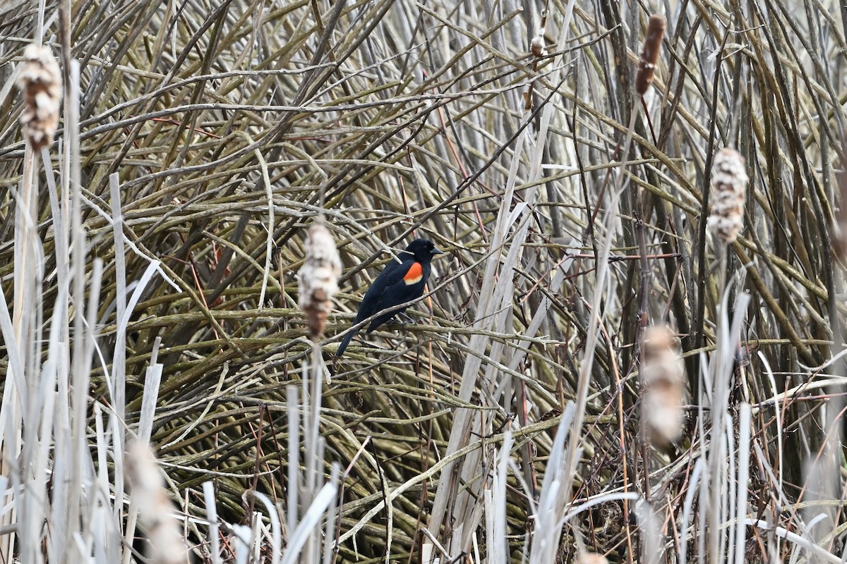 Red-winged Blackbird - Donald Casavecchia