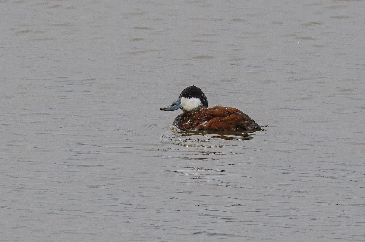 eBird Checklist - 27 Mar 2024 - Edwin B. Forsythe NWR--Wildlife Drive ...