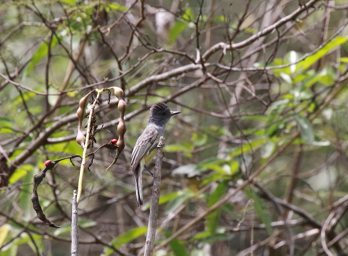 Sooty-crowned Flycatcher (phaeocephalus) - ML616559924