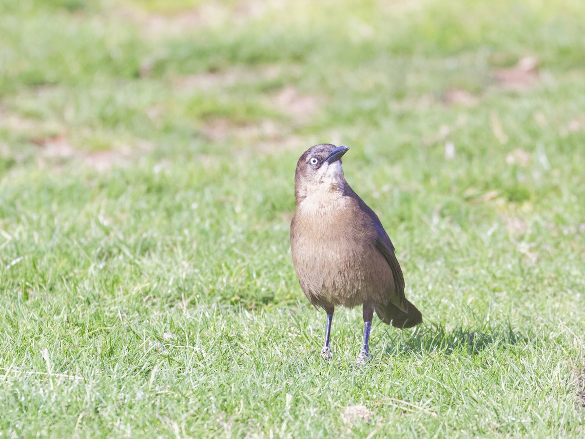 Great-tailed Grackle - ML616559982