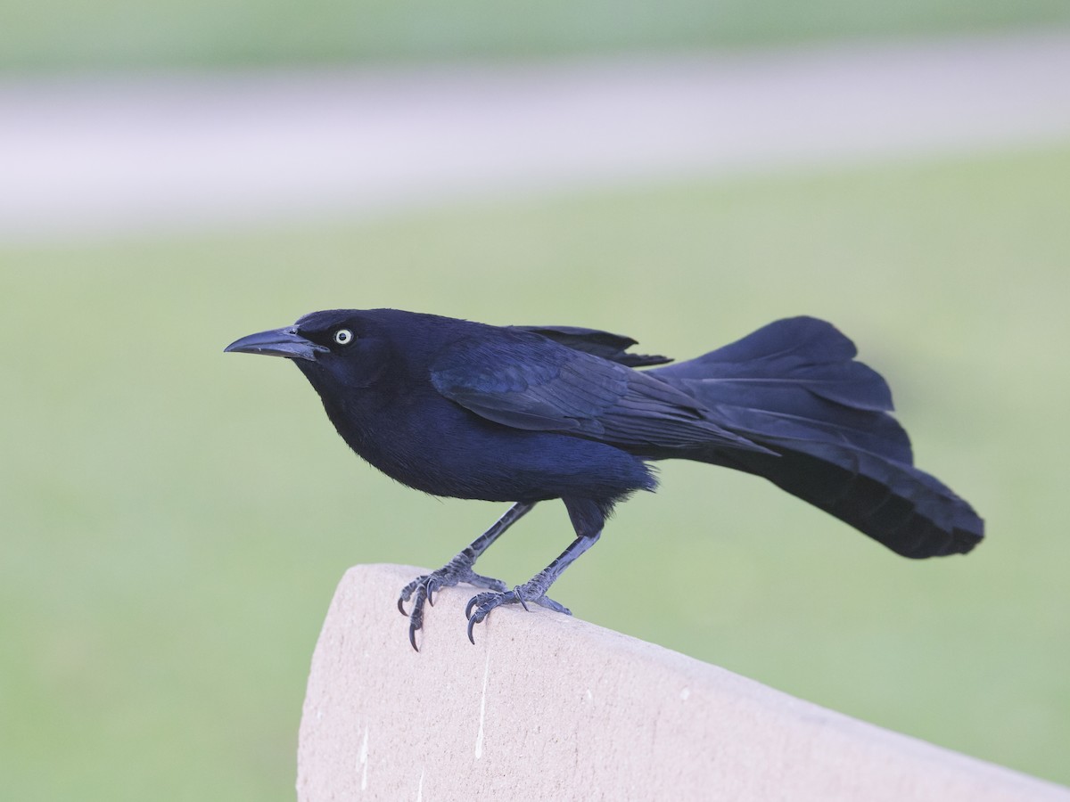 Great-tailed Grackle - ML616559995