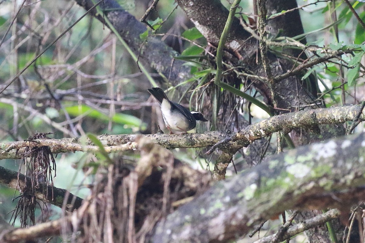 Black-capped Sparrow (Black-capped) - Neil Osborne