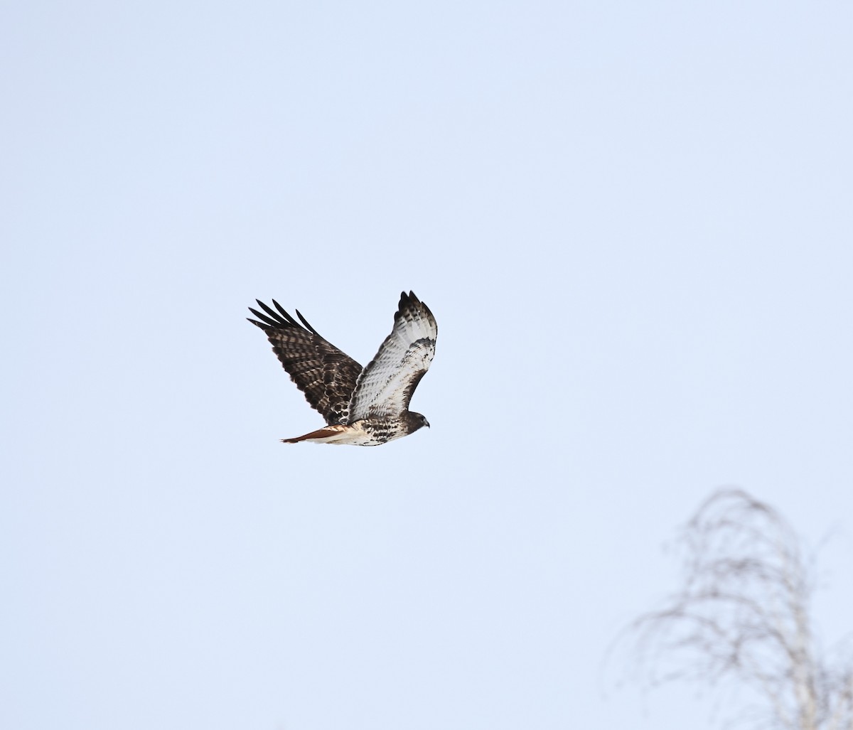 Red-tailed Hawk - ML616559999