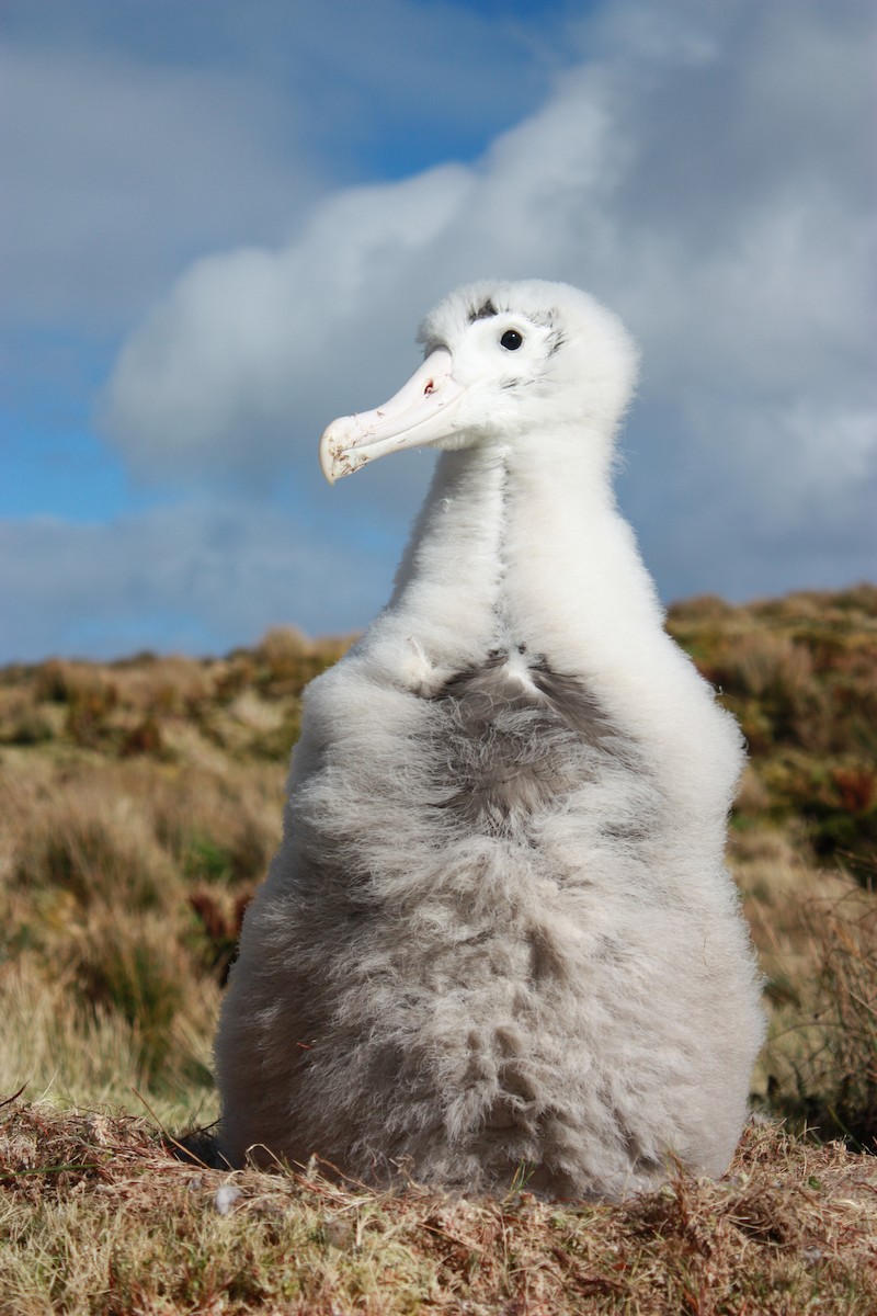 Albatros de Tristan da Cunha - ML616560033
