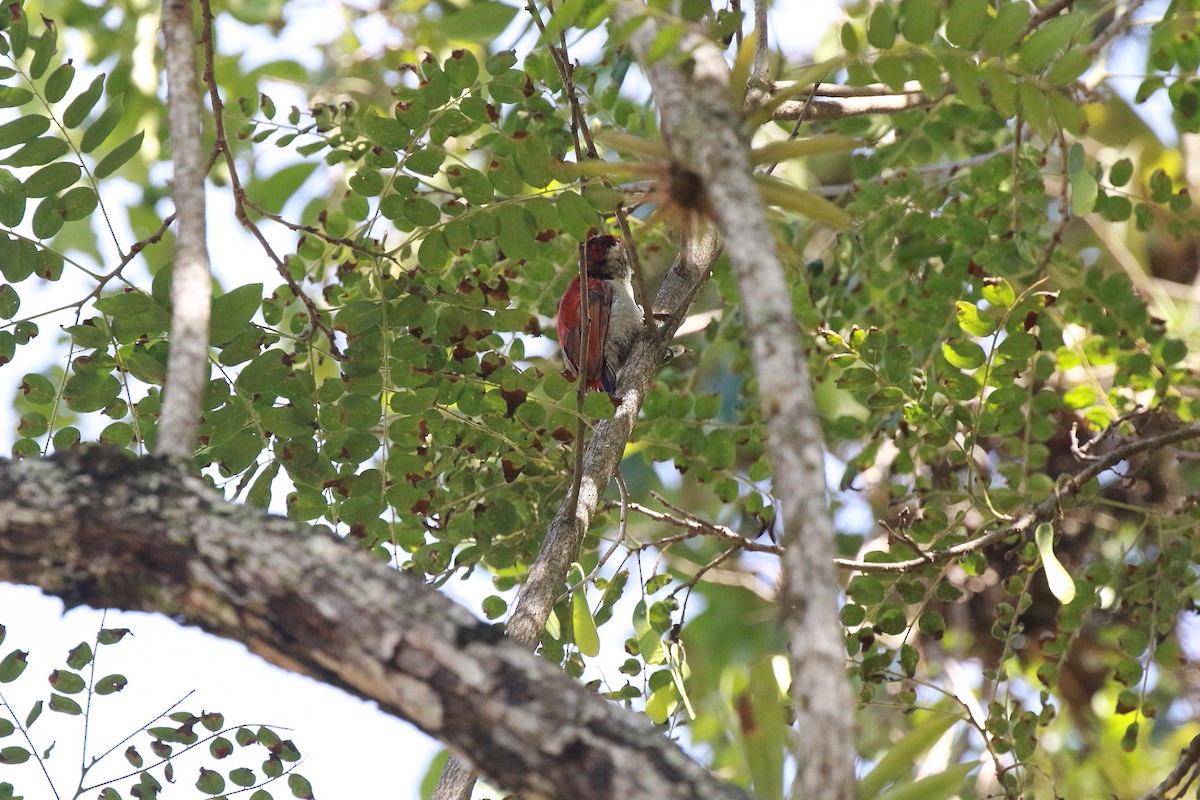 Scarlet-backed Woodpecker - ML616560063