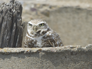 Burrowing Owl - ML616560092