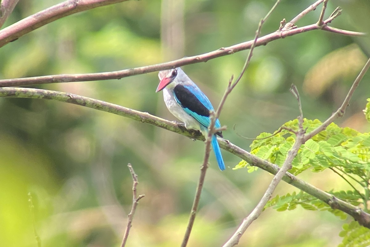 Woodland Kingfisher - Peter Dunwiddie