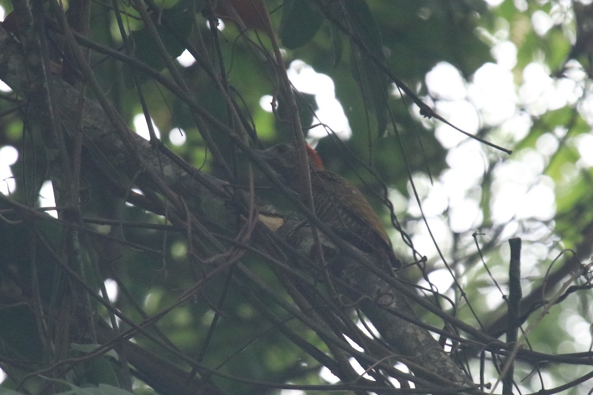 Dot-fronted Woodpecker - ML616560105