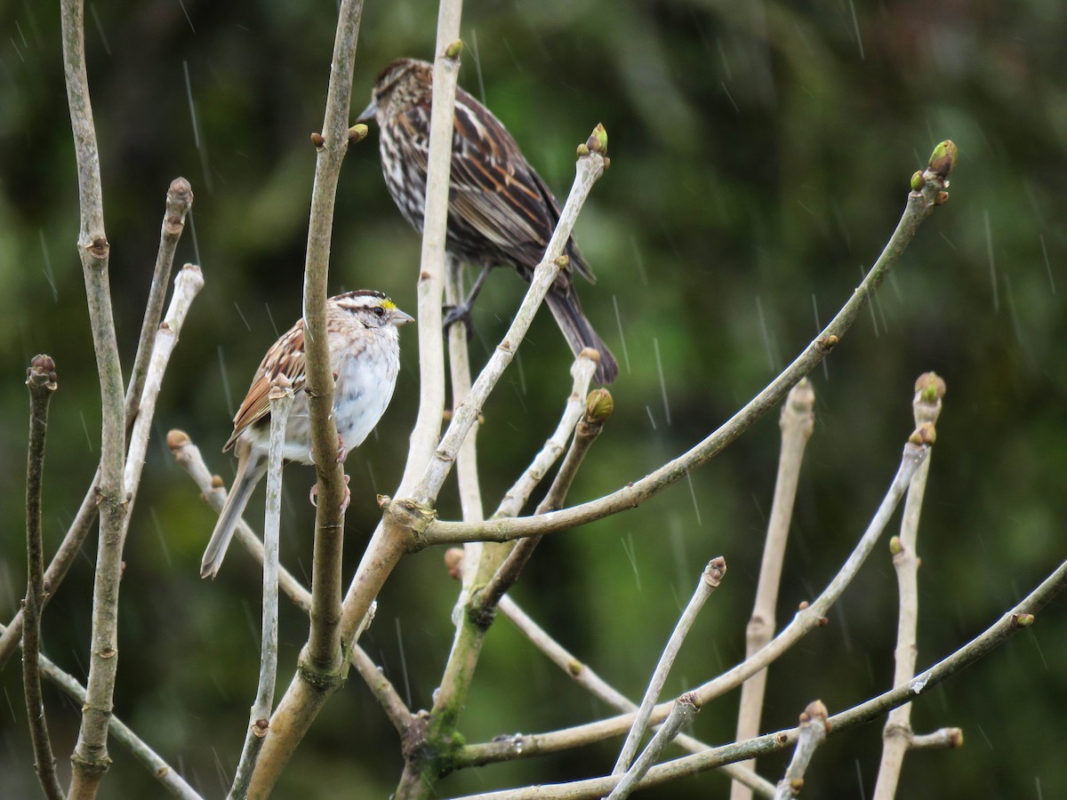 White-throated Sparrow - ML616560132