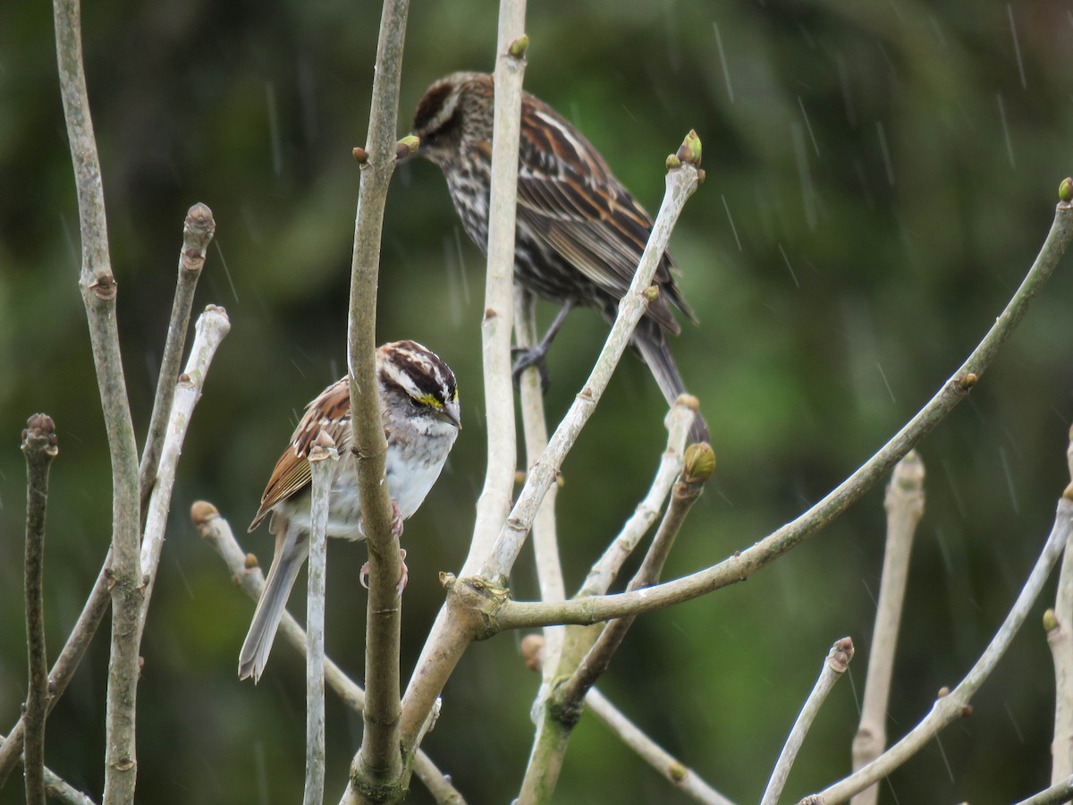 White-throated Sparrow - ML616560142