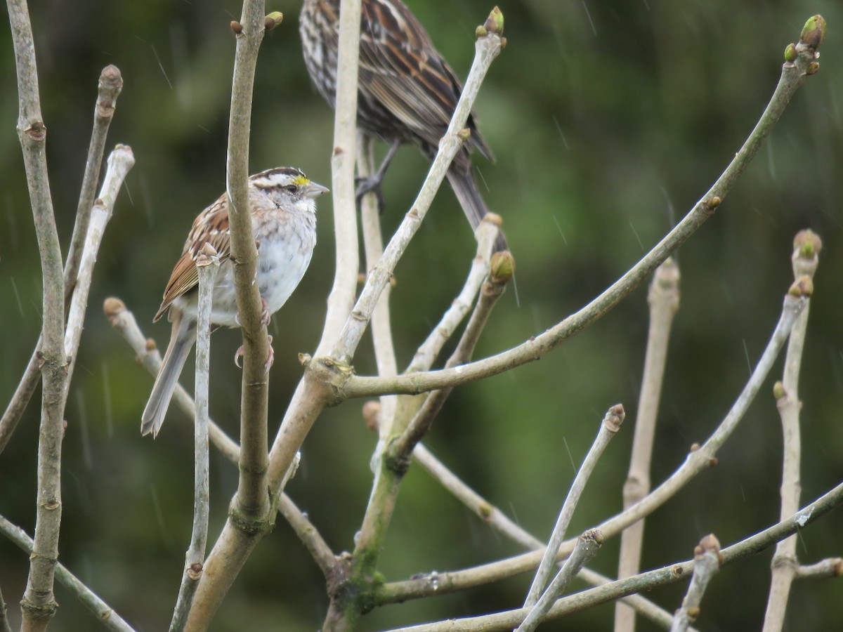 White-throated Sparrow - ML616560145