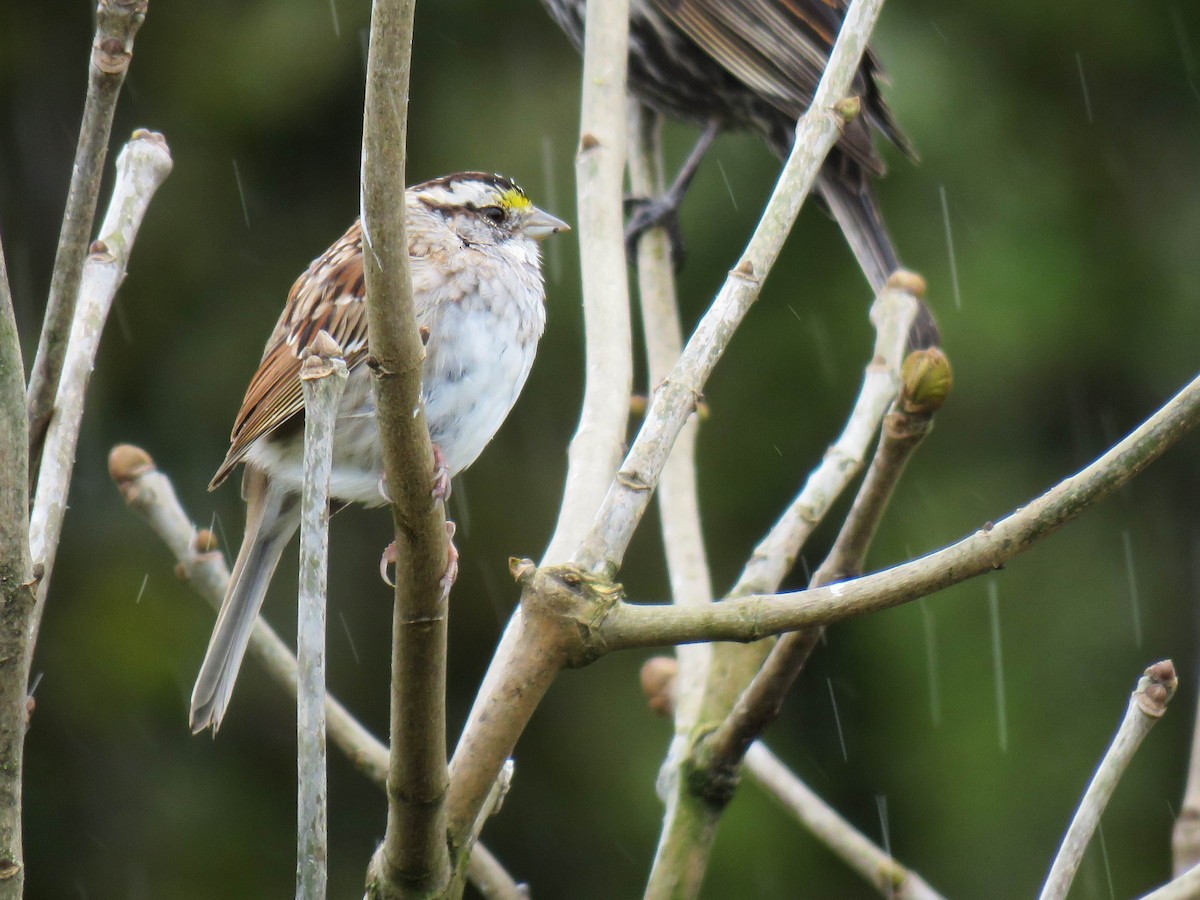 White-throated Sparrow - ML616560146