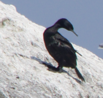 Pelagic Cormorant - ML616560158